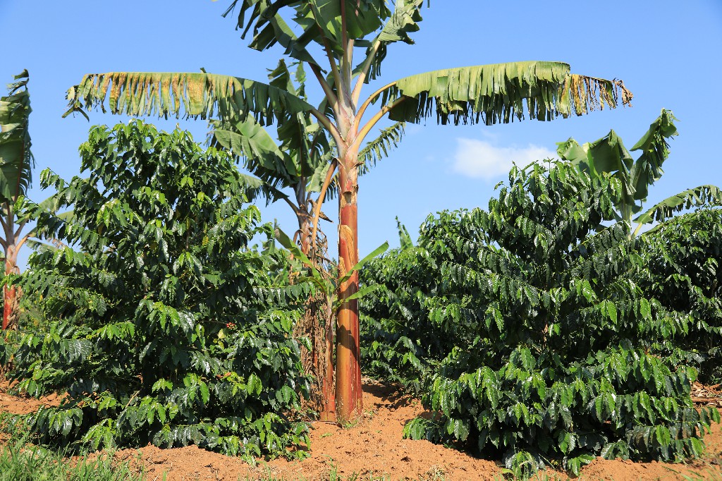 Banana Production