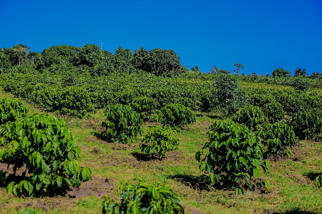 Annual Crop Profuction